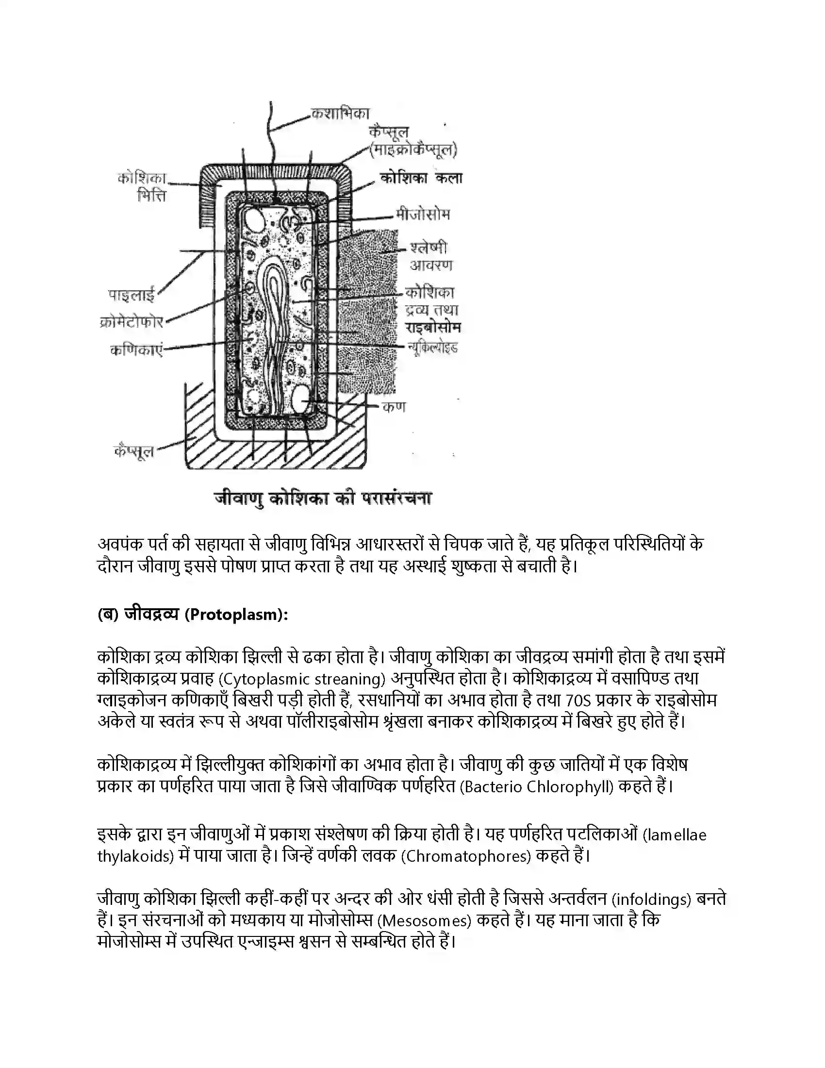 RBSE Class 11th जीव विज्ञान जगत् मोनेरा, प्रोटिस्टा तथा कवकें Solution 12