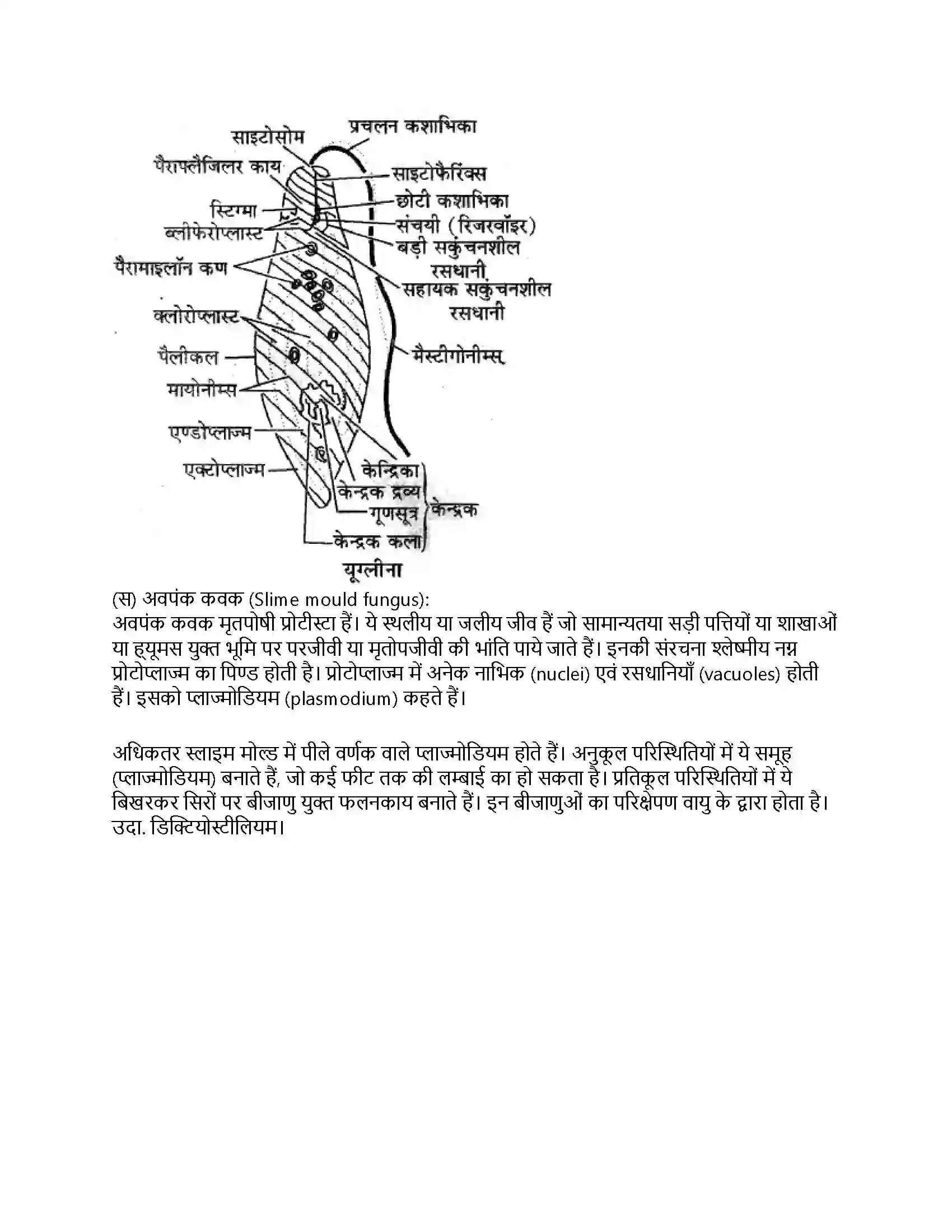 RBSE Class 11th जीव विज्ञान जगत् मोनेरा, प्रोटिस्टा तथा कवकें Solution 56