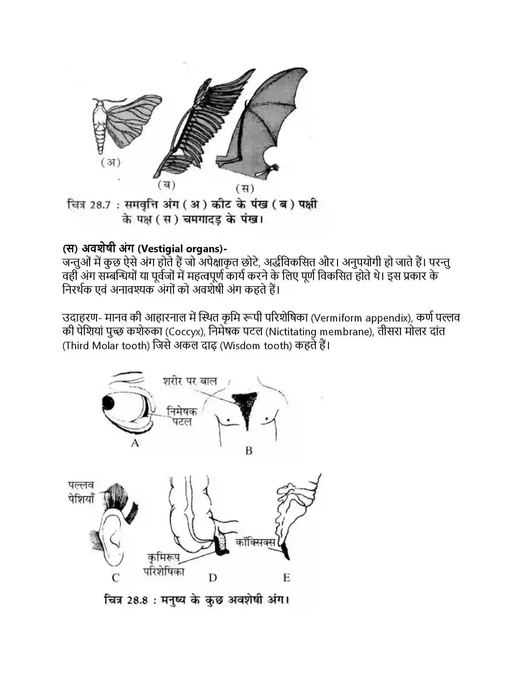 RBSE Class 11th जीव विज्ञान जीवन की उत्पत्ति एवं जैव विकास Solution 15