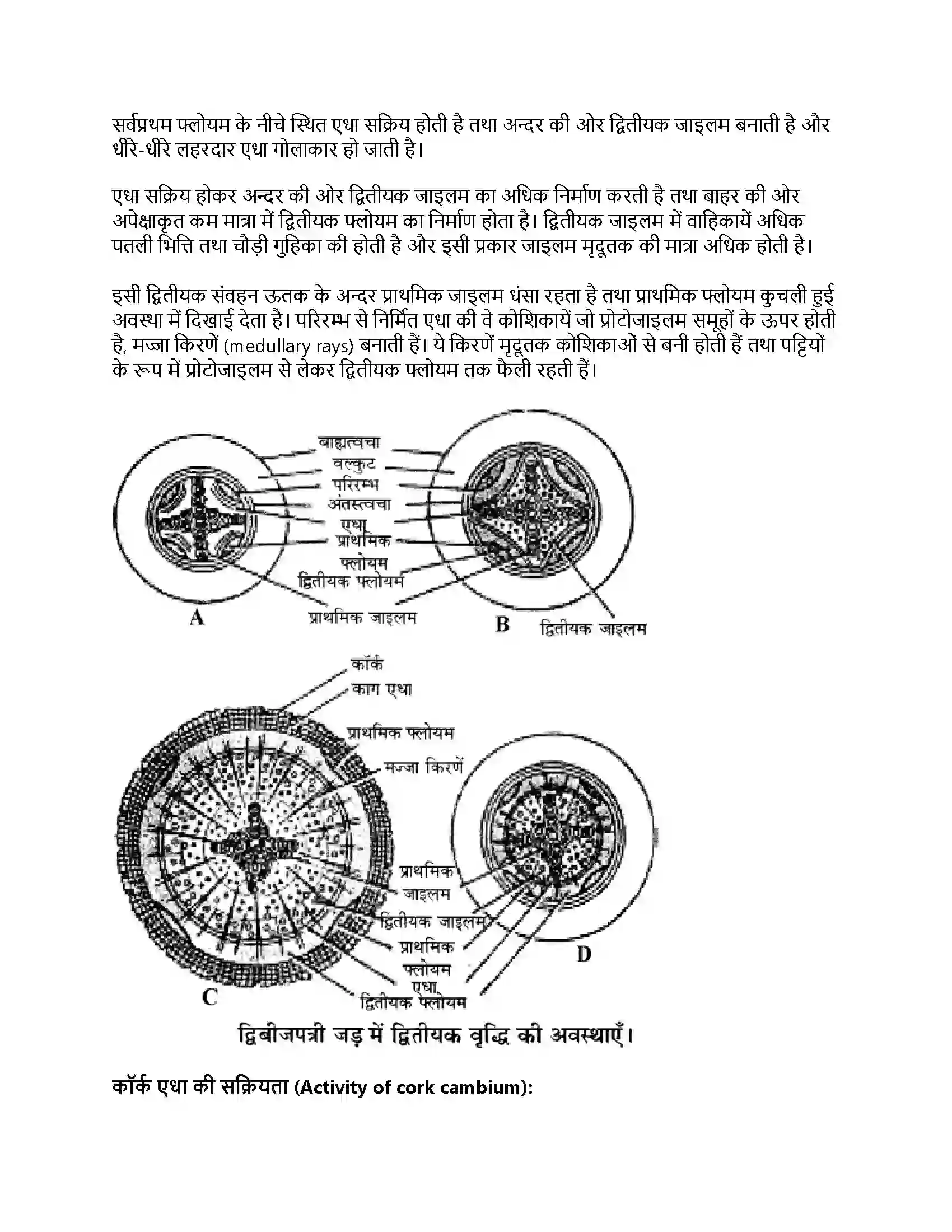 RBSE Class 11th जीव विज्ञान तने व जड़ में सामान्य द्वितीयक वृद्धि Solution 16