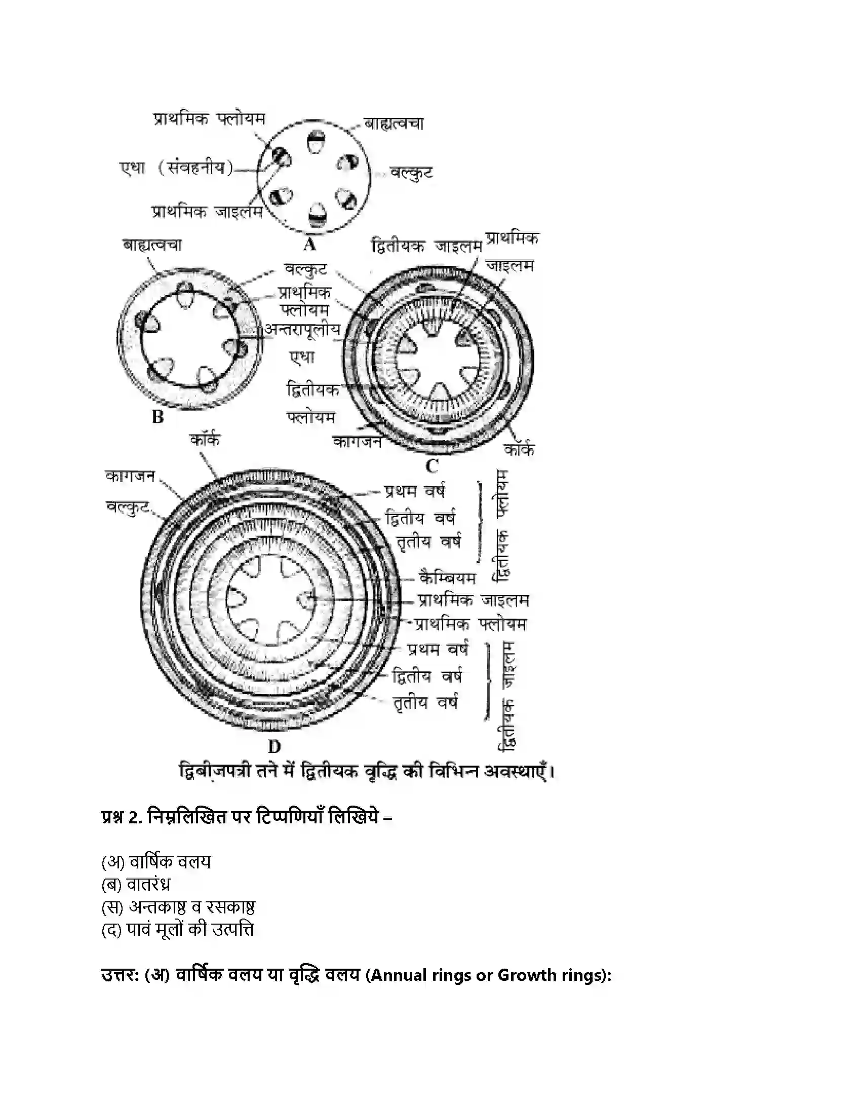 RBSE Class 11th जीव विज्ञान तने व जड़ में सामान्य द्वितीयक वृद्धि Solution 7