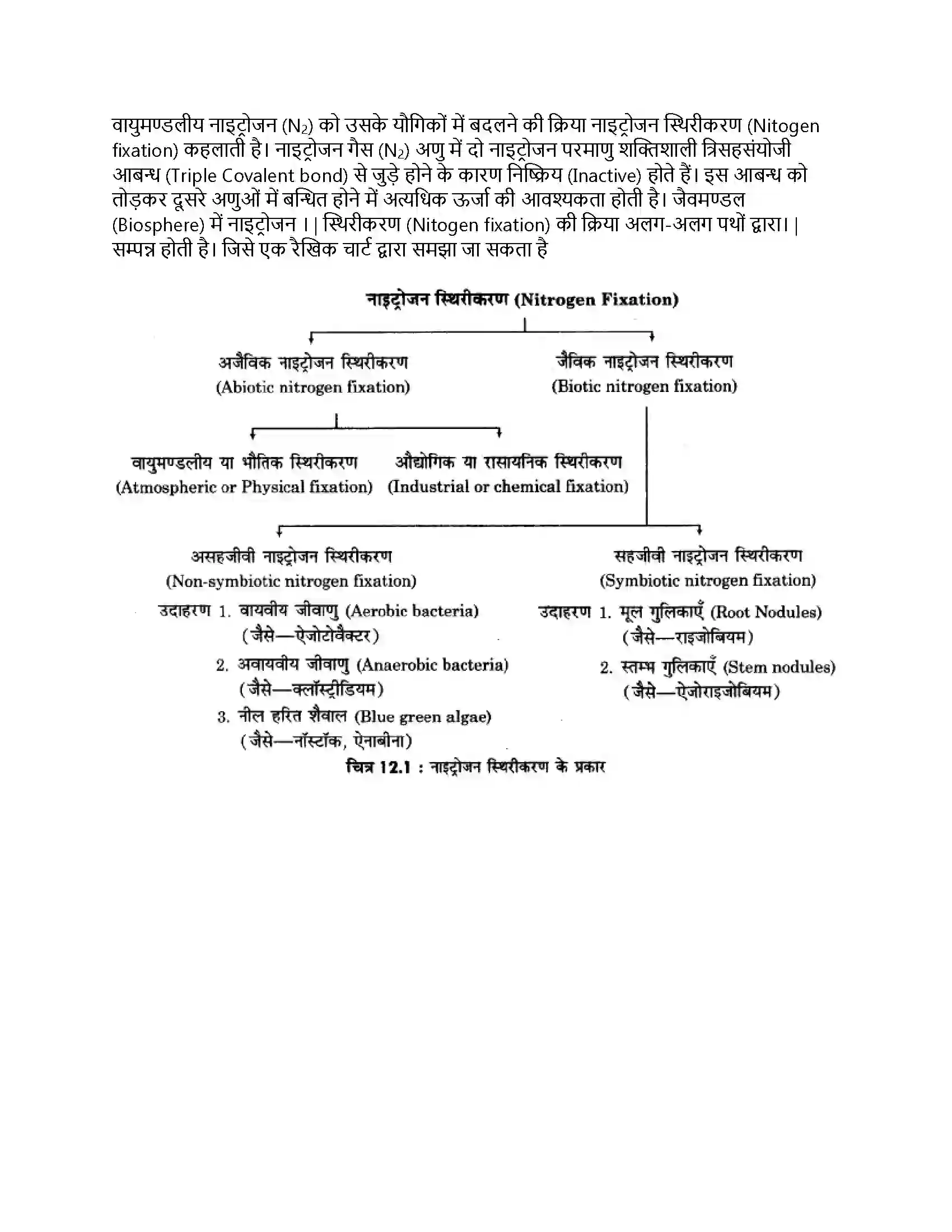 RBSE Class 12th जीवविज्ञान नाइट्रोजन उपापचय तथा नाइट्रोजन चक्र Solution 14