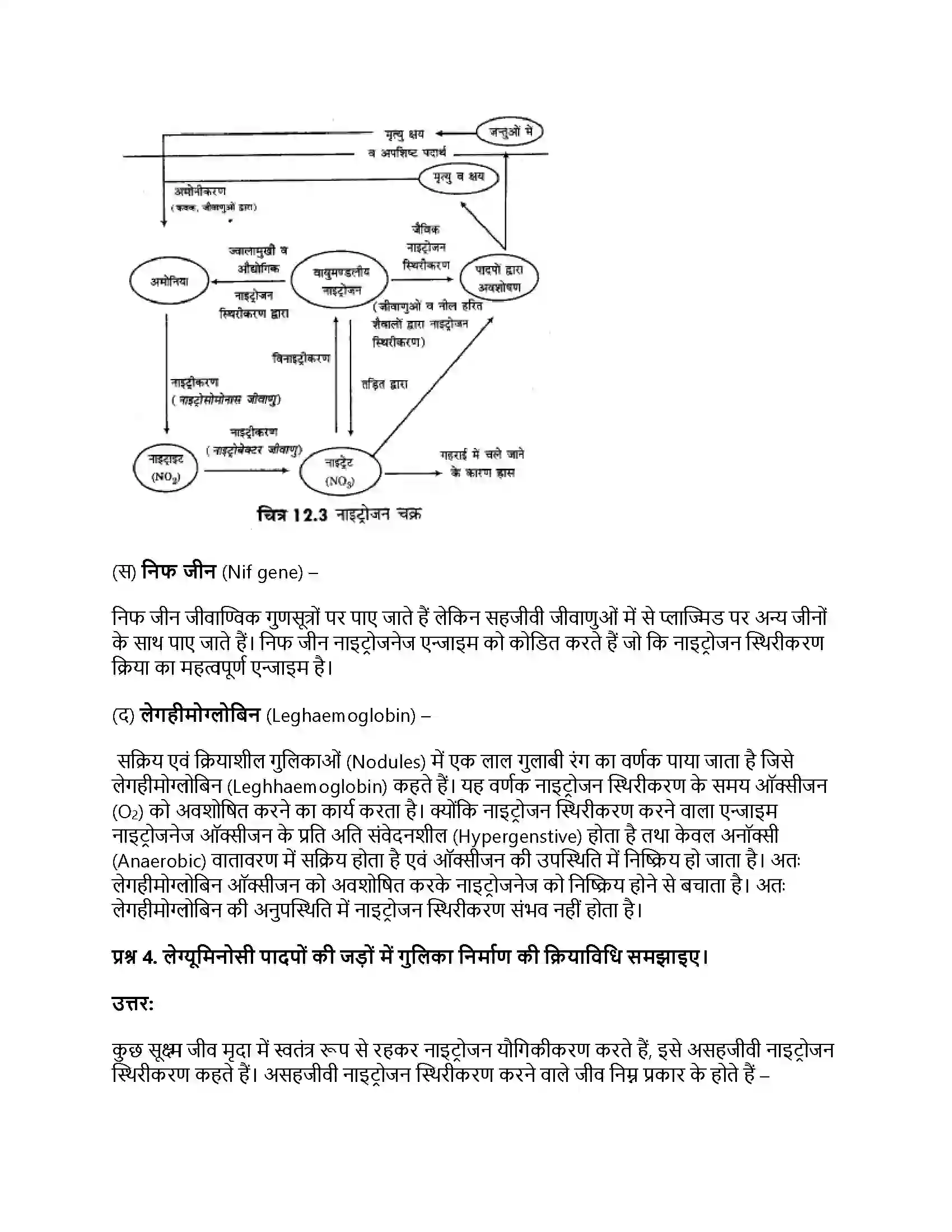 RBSE Class 12th जीवविज्ञान नाइट्रोजन उपापचय तथा नाइट्रोजन चक्र Solution 4